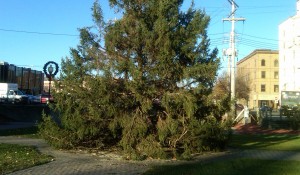 Holiday Tree in Middletown's Festival Square