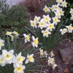 dafodills dafodills in bloom